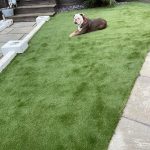 An artificial grass lawn with a dog relaxing on it in a landscaped garden in West Essex